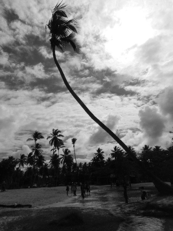 Palm at Rio Frio