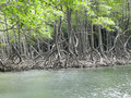 Mangroves