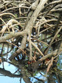 crab in mangroves