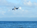 Pelican Diving