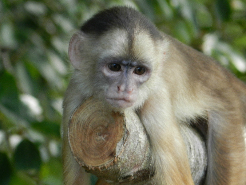 Squirrel Monkey