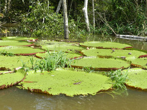 Giant Lily Pads