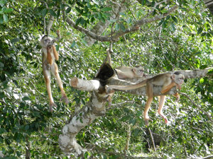 Squirrel Monkeys