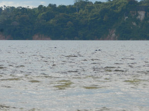 Amazon Dolphins