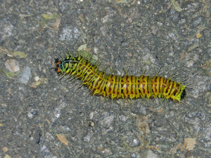 Cool Caterpillar