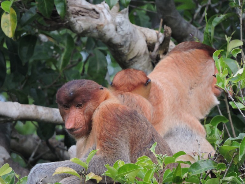 Probiscus Monkeys