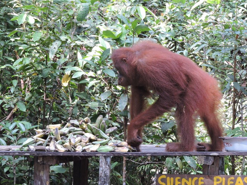 Orangutan