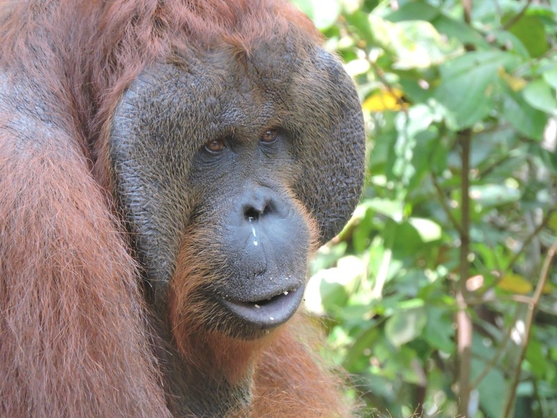 Orangutan