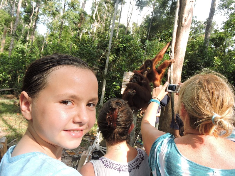 Orangutan at Camp Leakey
