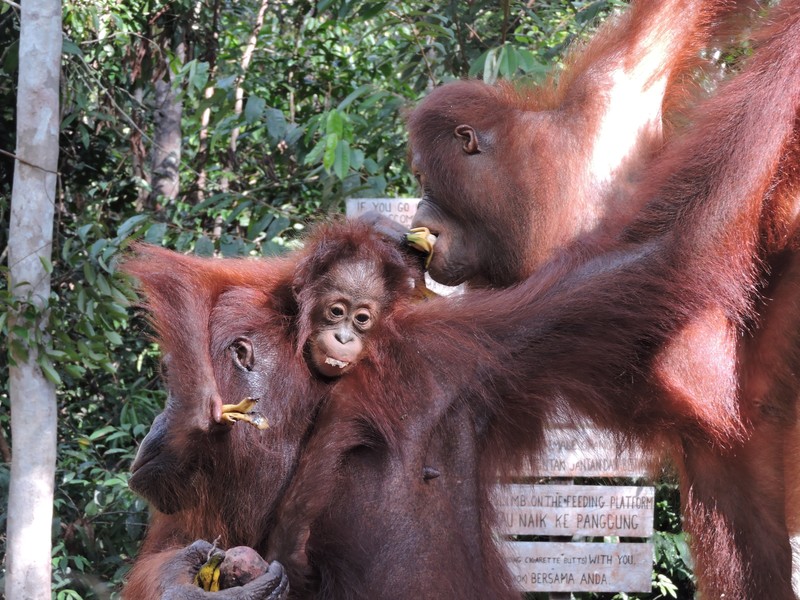 Orangutans