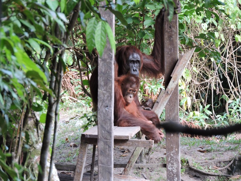 Orangutans Hanging Out at Camp Leakey