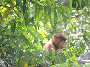Probiscus Monkey
