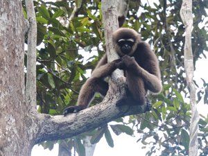 Gibbon