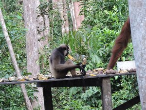 Gibbon getting its share