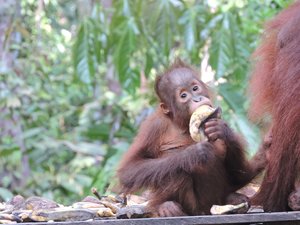 Orangutans