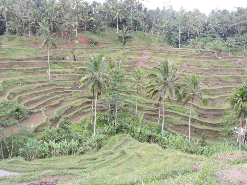 Tegallalang rice Terraces