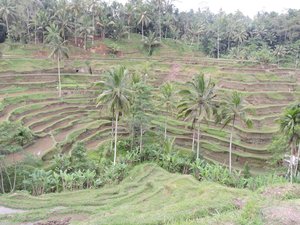 Tegallalang rice Terraces
