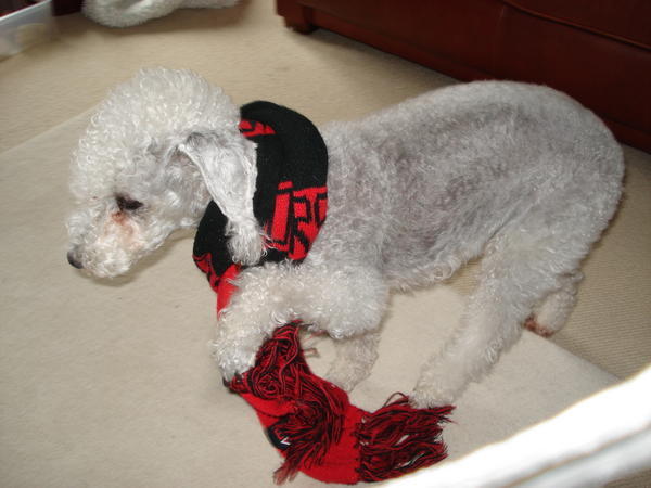 Essendon gains a new supporter!!