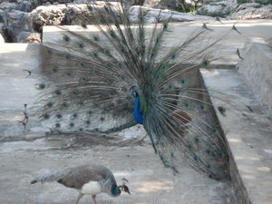 The peacocks