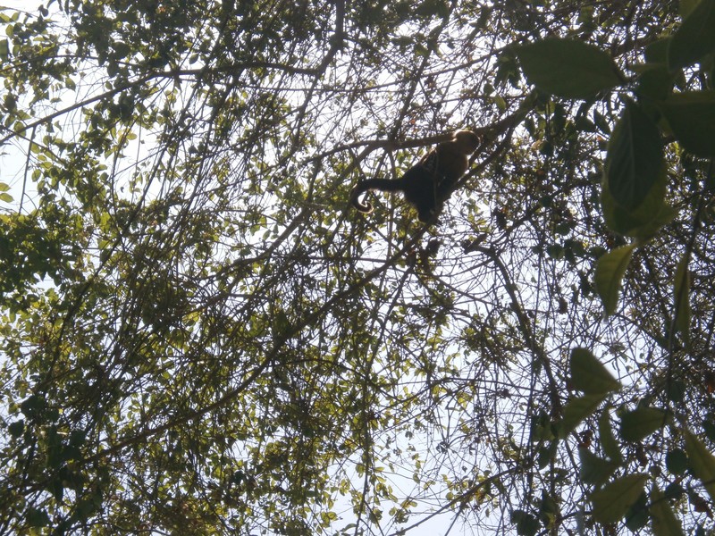 Ein Affe im Nationalpark Tayrona