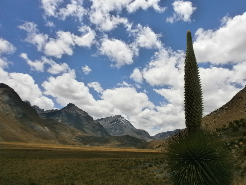 Pflanze, die es nur in Huaraz gibt