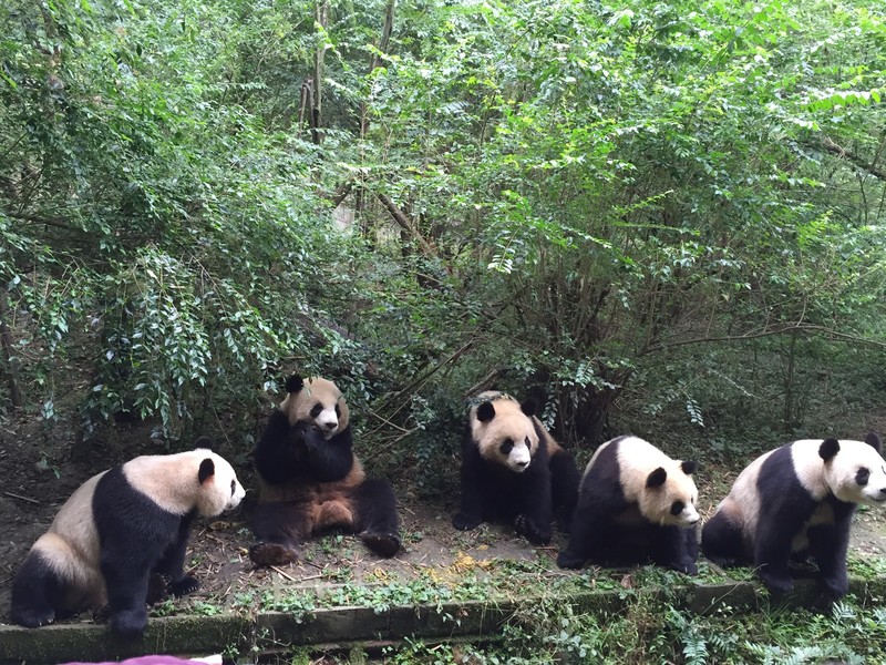 Pandas waiting to be fed