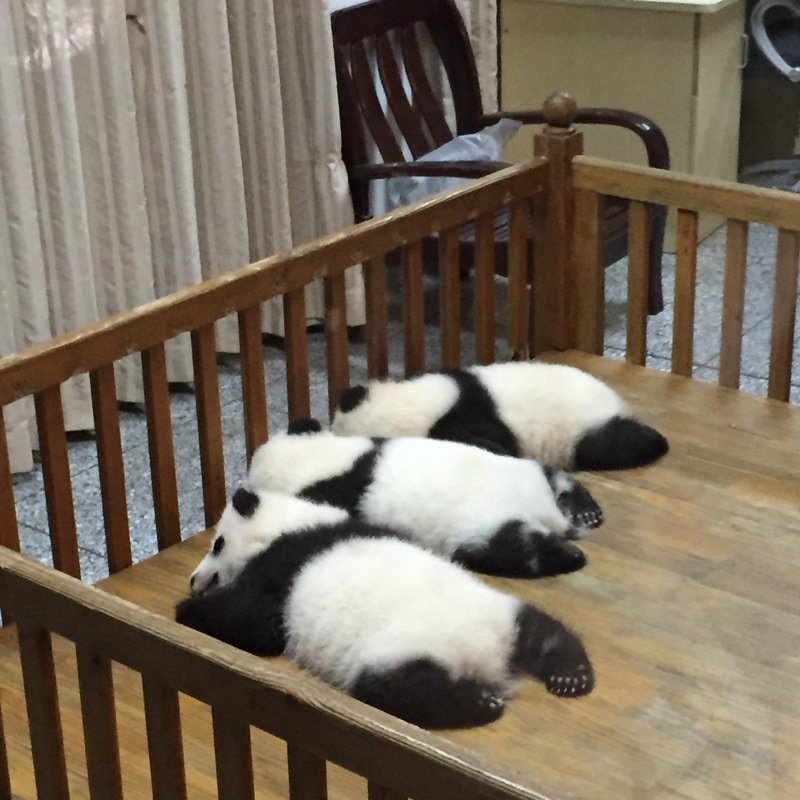 Baby Pandas sleeping