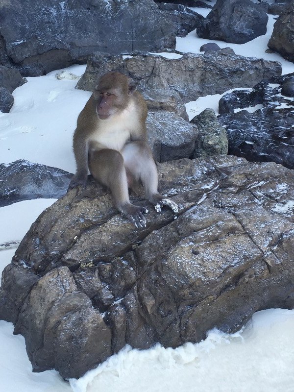 Did this monkey do the poo?
