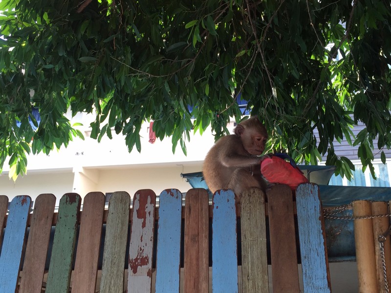 Resident monkey eating a slipper