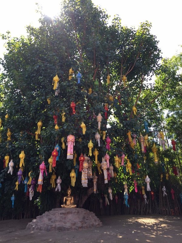 Lanterns on a tree