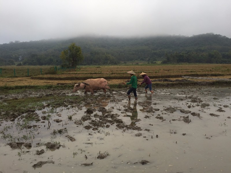 Chris ploughing a field with a water buffalo