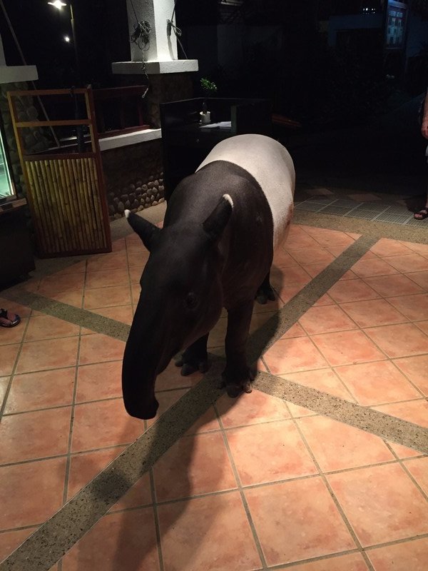 Our beloved Tapir