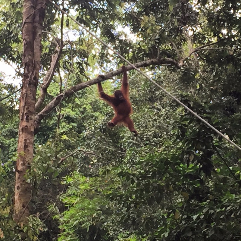 Pot belly orangutang