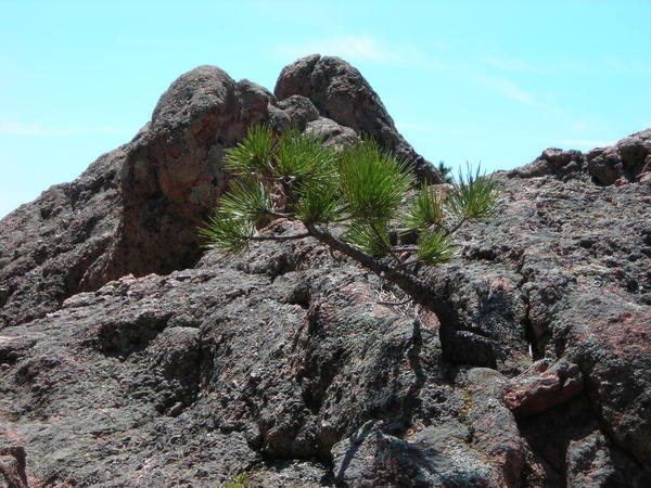 2 - A small pine jutting out of a rock formation