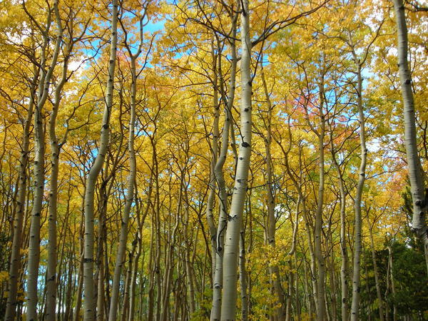 (9/12/06) A canopy of yellow aspen leaves