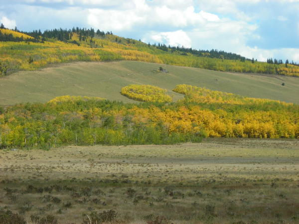 (9/12/06) Unique patterns of aspen groves on the hillside
