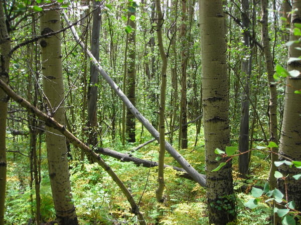 (8/22/07) The trail passes through several thick aspen groves along the floor of South Park