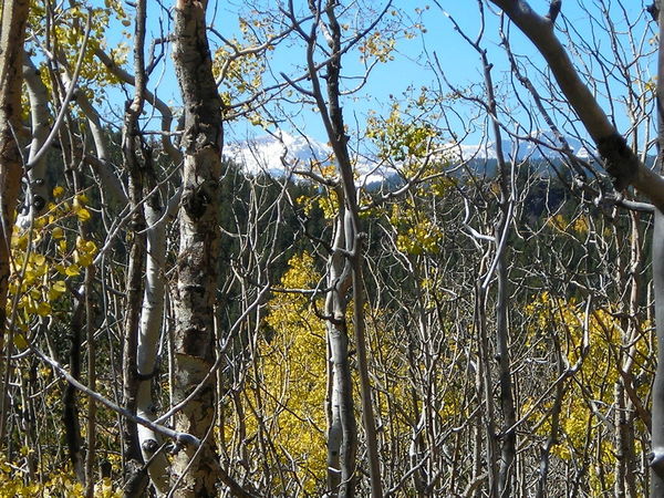 2 - Mt. Evans seen through the trees