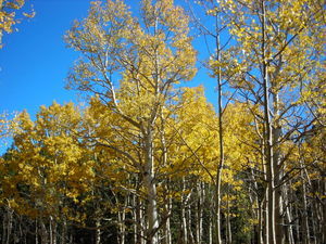 1 - yellow aspens from the Mule Deer trail