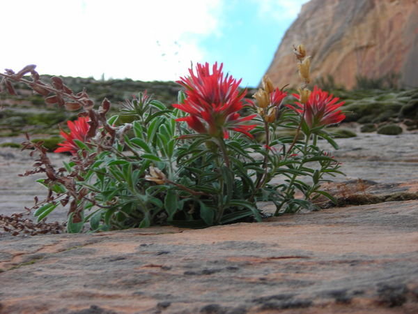 Indian Paintbrush sprouting out of the slick rock