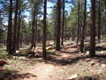 The trail quickly enters a thick ponderosa pine forest