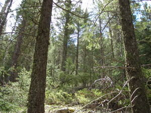 Dense pine forest lining the gully along the Oxen Draw Trail