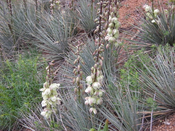 Flowering yucca plants along the trail