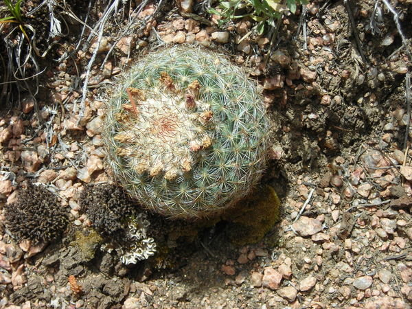 Cacti flourish in the more arid burn area