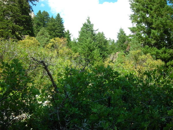 Pine and low-lying oak along the higher reaches of the trail