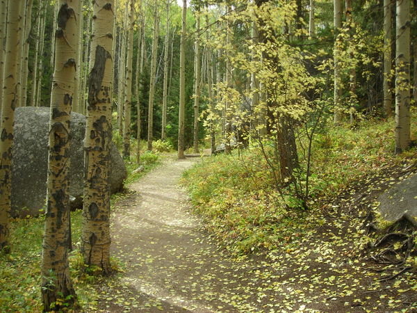 The densely forested area near the trailhead