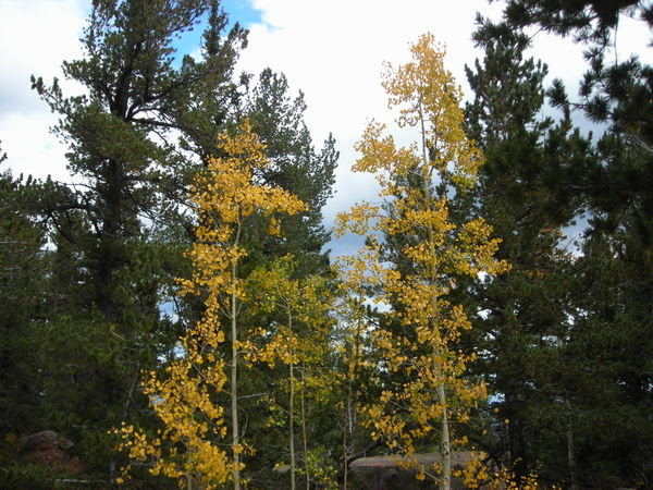 More typical yellow aspen leaves
