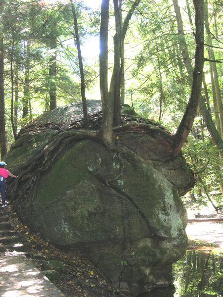 Karen inspects the roots of a tree growing over a boulder along the gorge floor