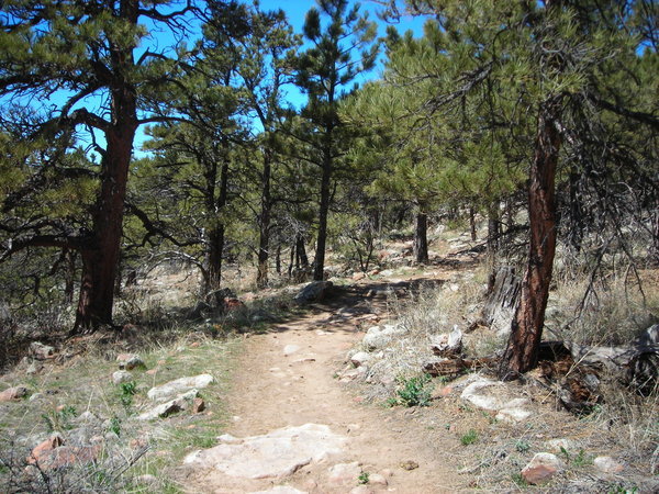 The Eagle Wind Trail passes through a small section of Ponderosa Pine forest