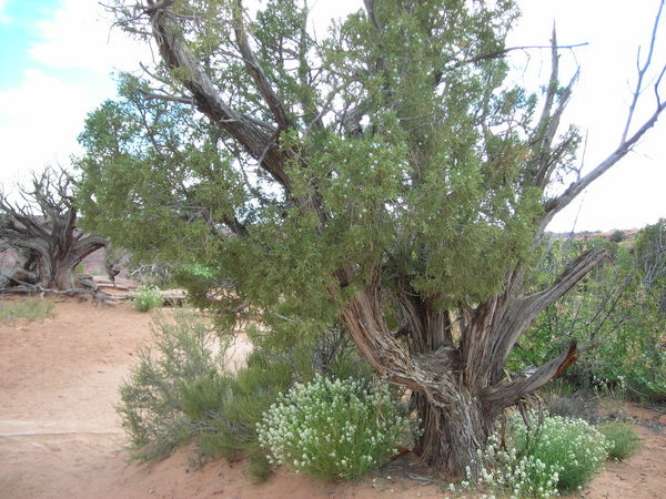 Gnarled Utah Juniper in the shade of a cleft along the Delicate Arch trail